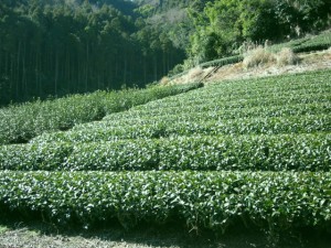 通販でお茶を買う